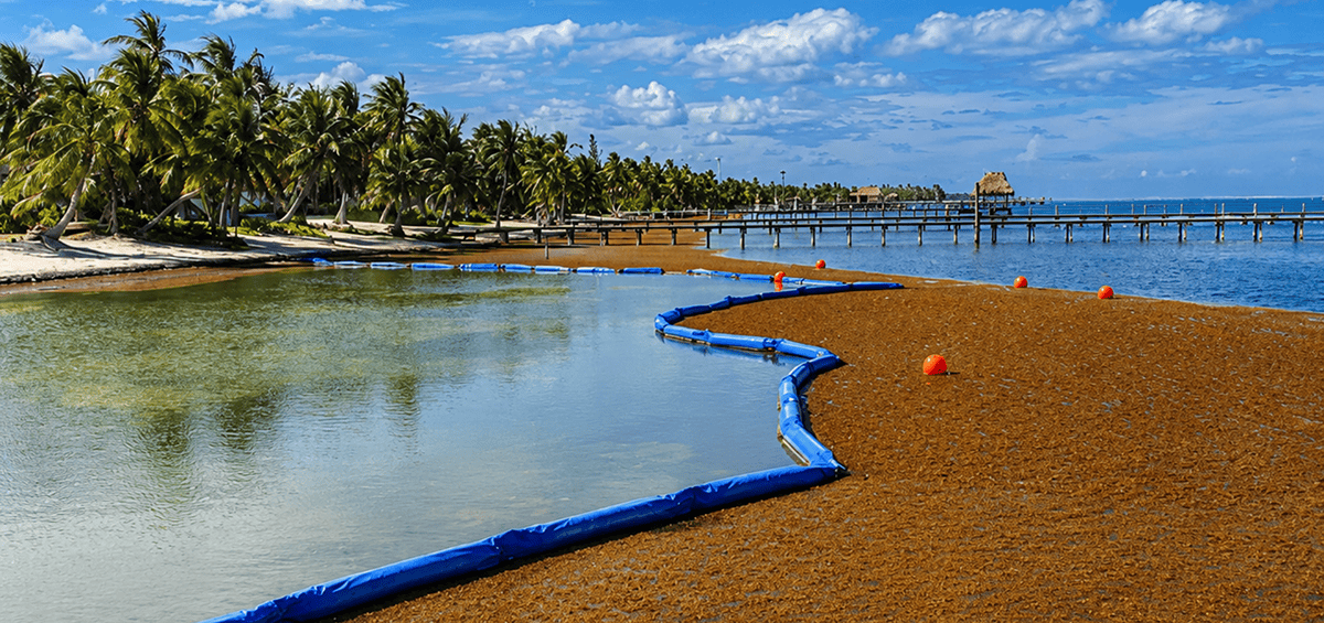 sargassum boom sargassum boom