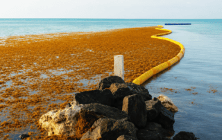 Yellow Sargassum boom deployed along a coastal shoreline to contain and redirect floating seaweed before it reaches the beach.
