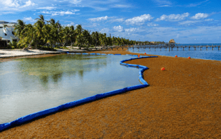 Blue sargassum boom containing floating seaweed along a tropical shoreline to help protect beaches and coastal waters.