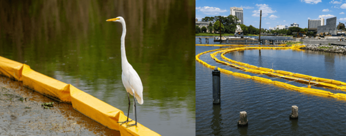 Turbidity Barrier Ultimate Guide Bird on a Turbidity Curtain